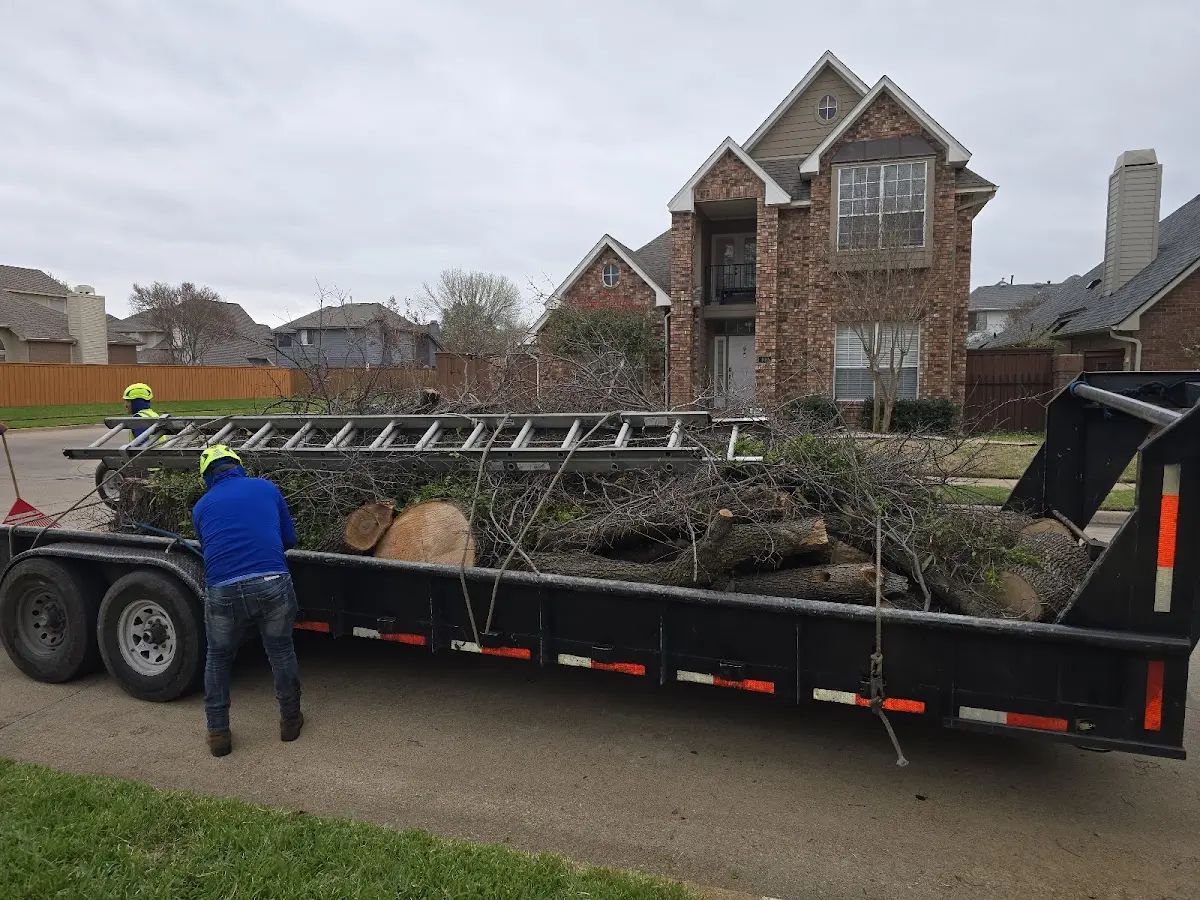 Expert Tree Removal with proper safety equipment in Walnut Grove